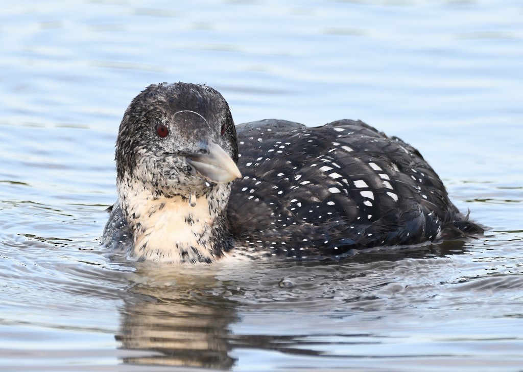 Yellow-billed Loon - ML225767111