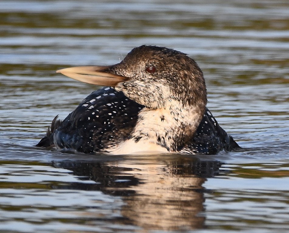 Yellow-billed Loon - ML225767121