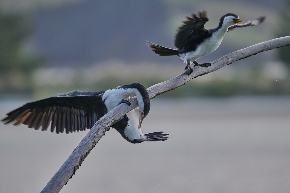 Pied Cormorant - ML225768541