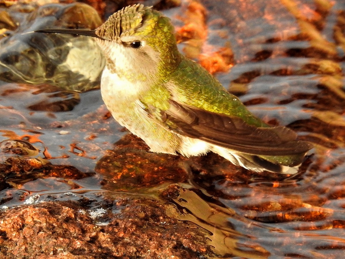 Anna's Hummingbird - Libby Burtner