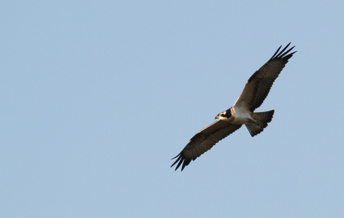 Osprey - Simon Davies