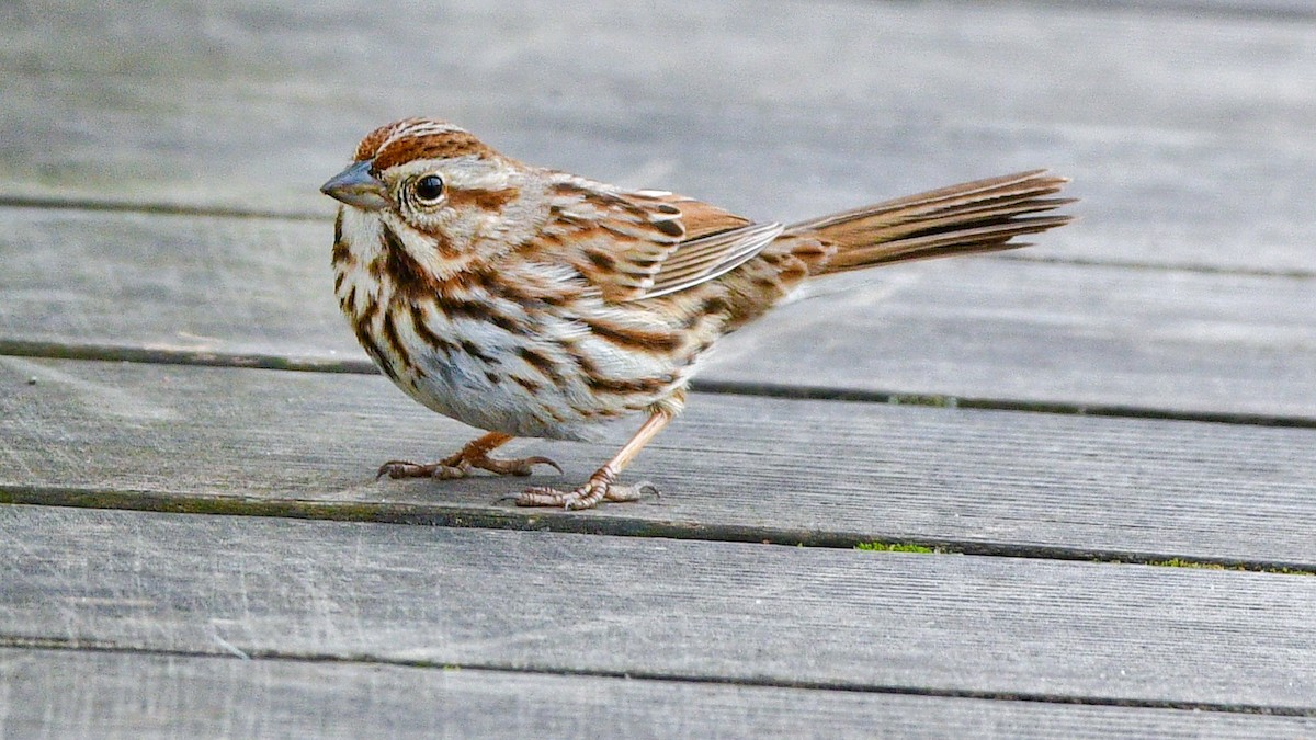 Song Sparrow - ML225777401