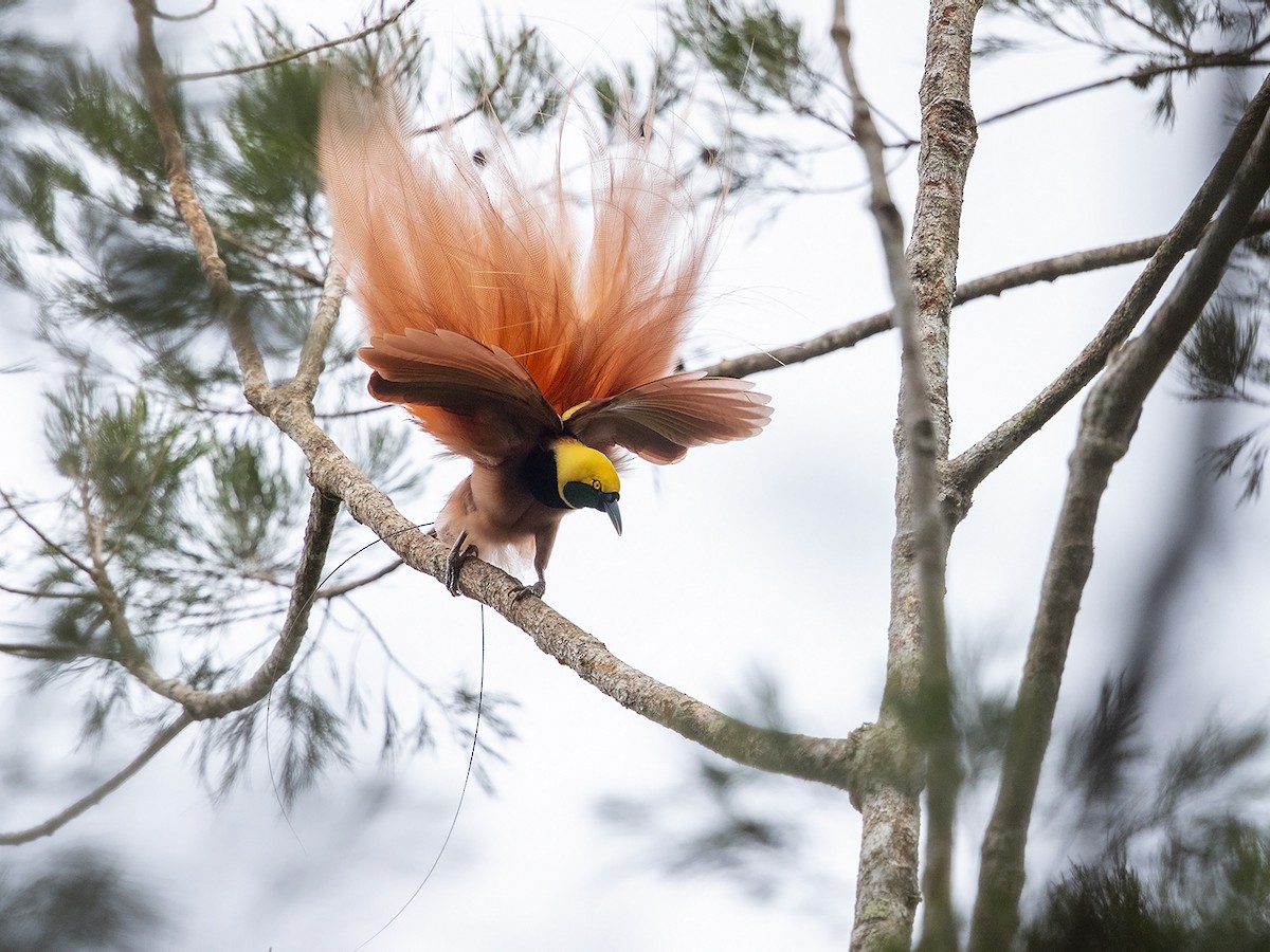 Raggiana Bird-of-Paradise - ML225778141