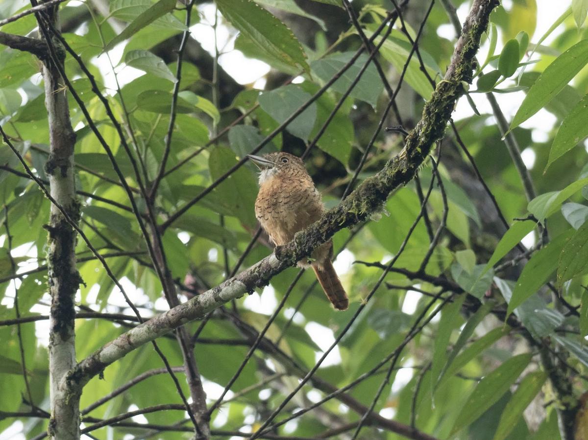 Barred Puffbird - ML225778421