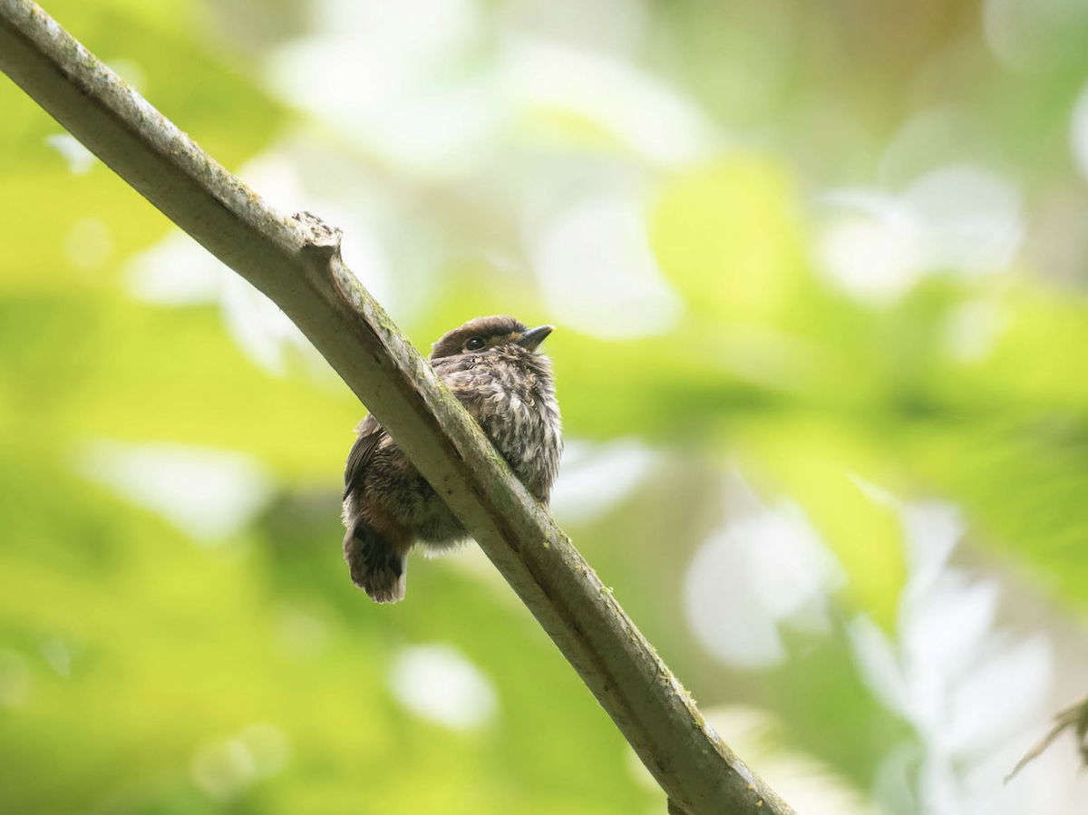 Lanceolated Monklet - ML225778431