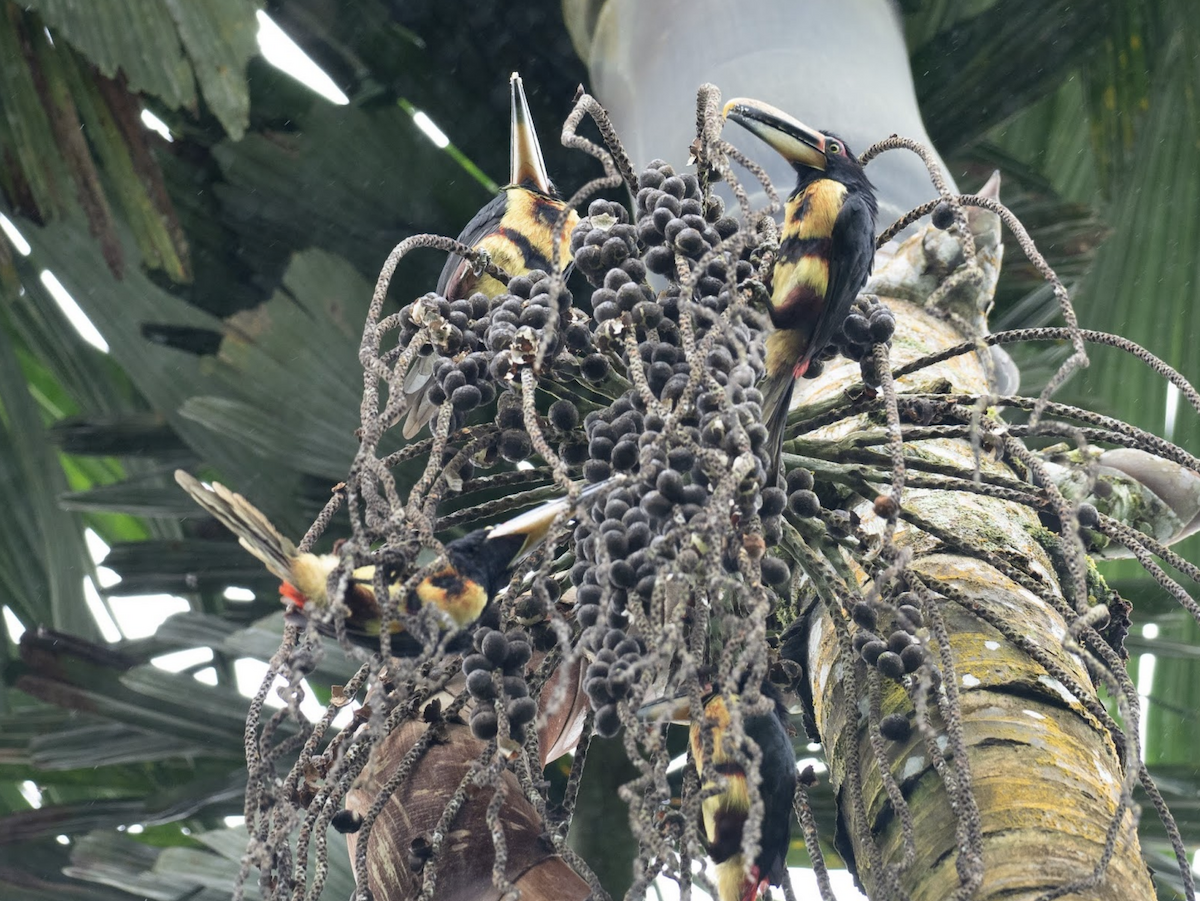 Collared Aracari (Pale-mandibled) - ML225778471