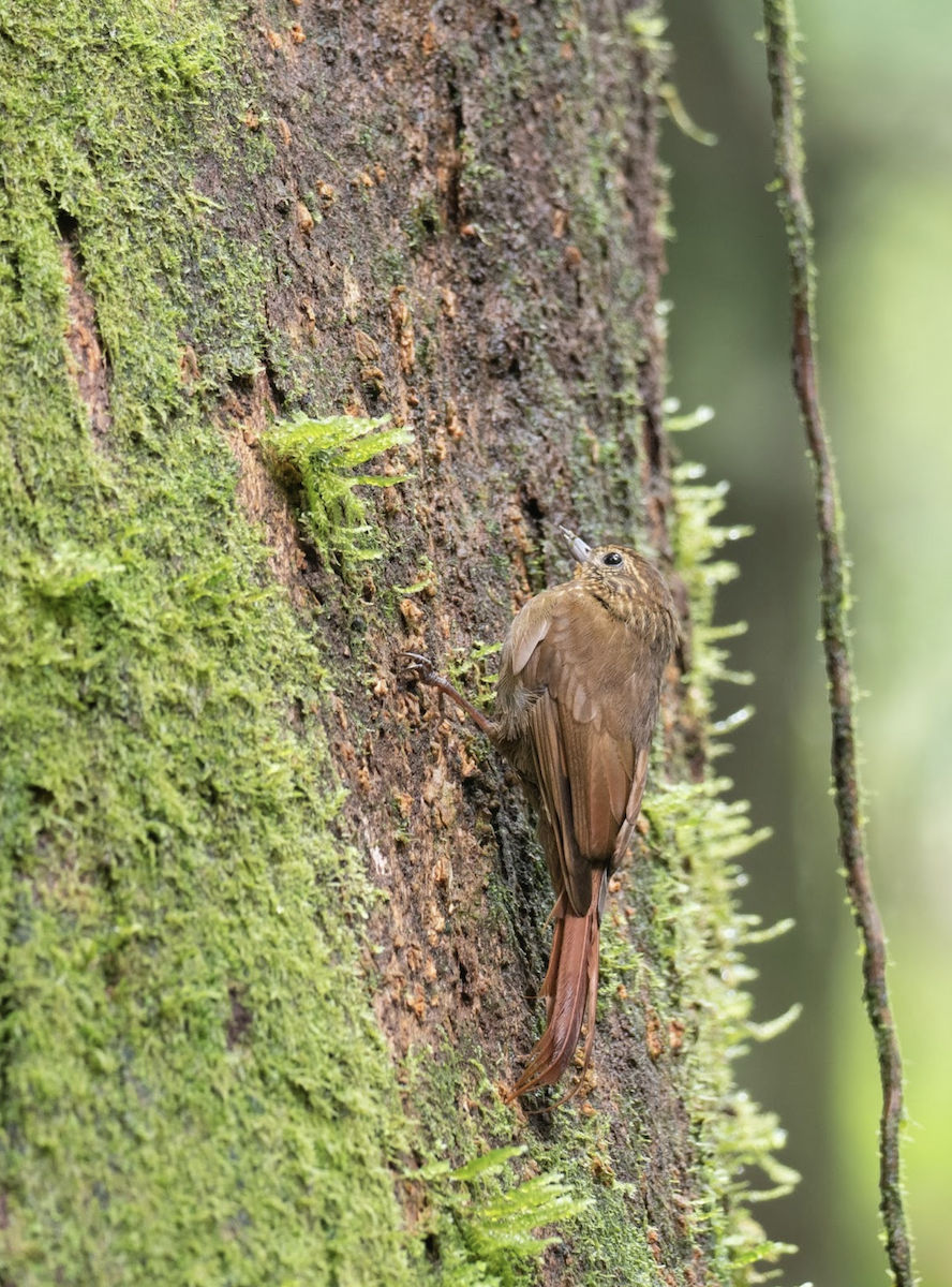 Wedge-billed Woodcreeper - ML225778511