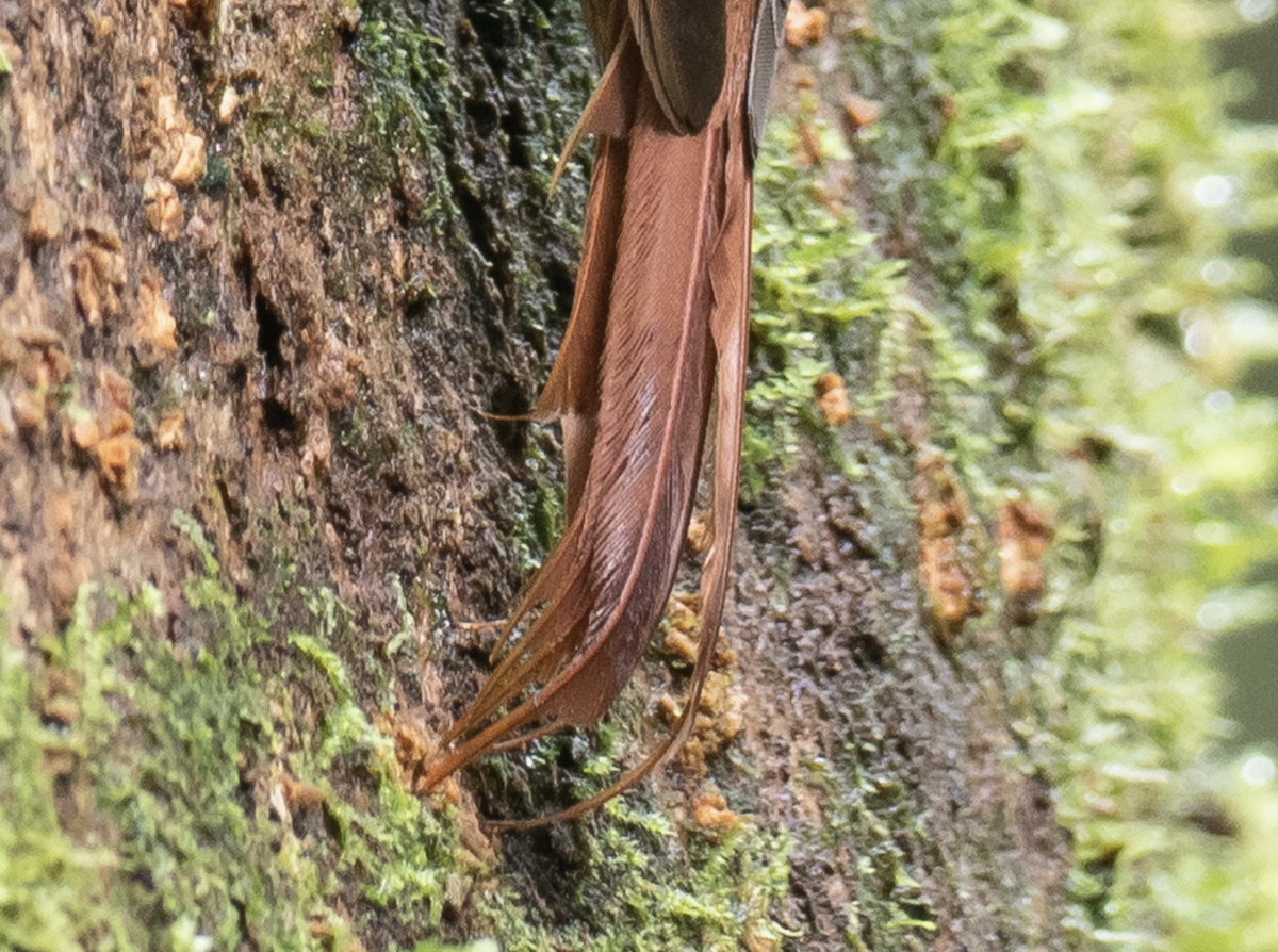 Wedge-billed Woodcreeper - ML225778521