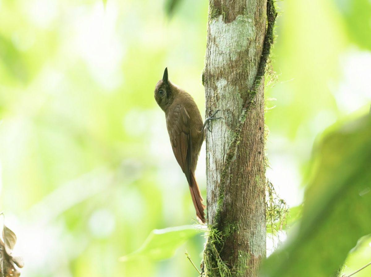 Plain-brown Woodcreeper - ML225778531