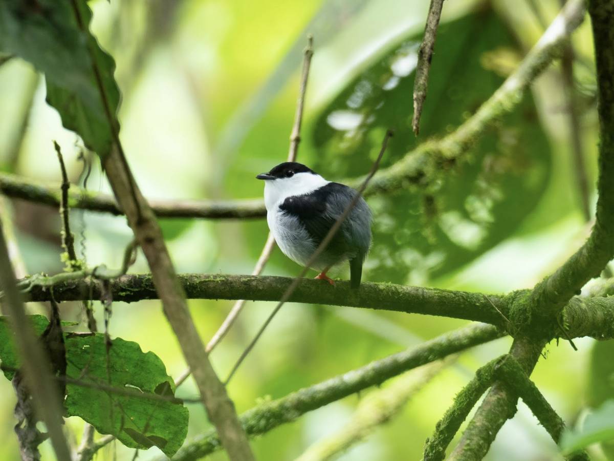 White-bearded Manakin - ML225778571