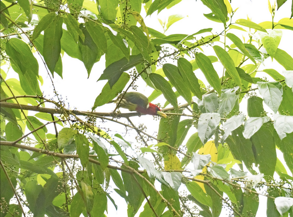 Red-headed Barbet - ML225778581