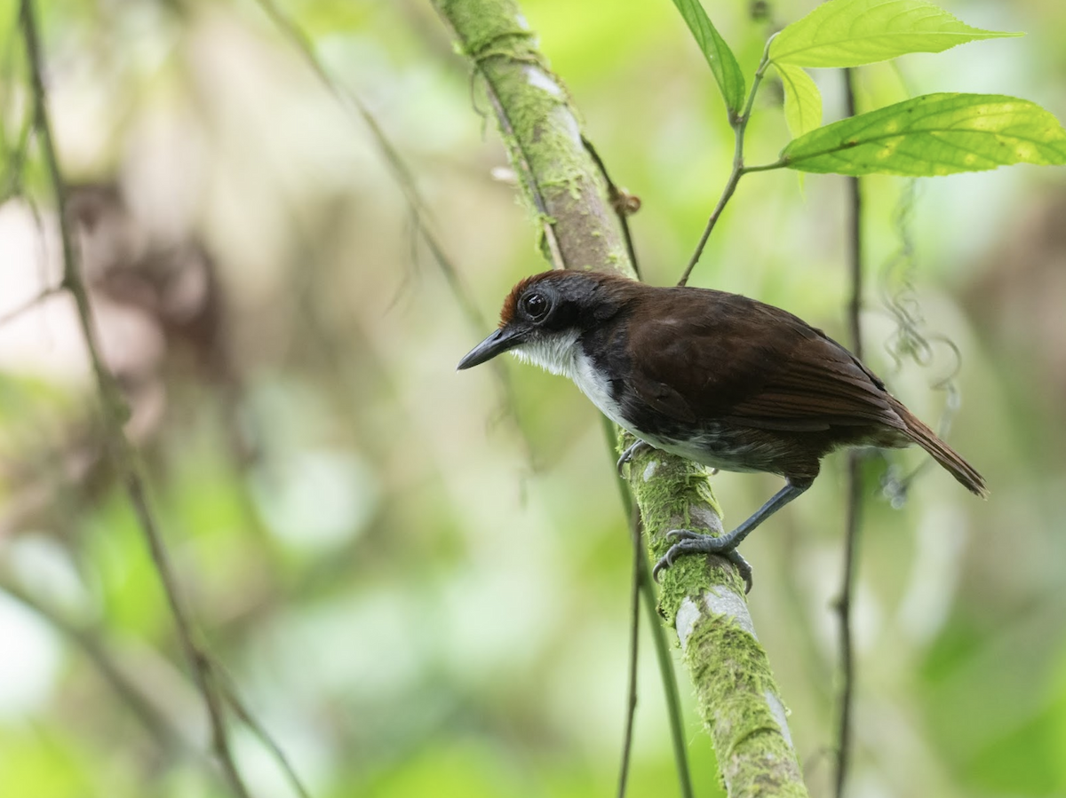 Bicolored Antbird - ML225778681