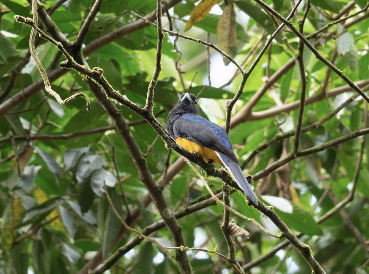 White-tailed Trogon - ML225778711