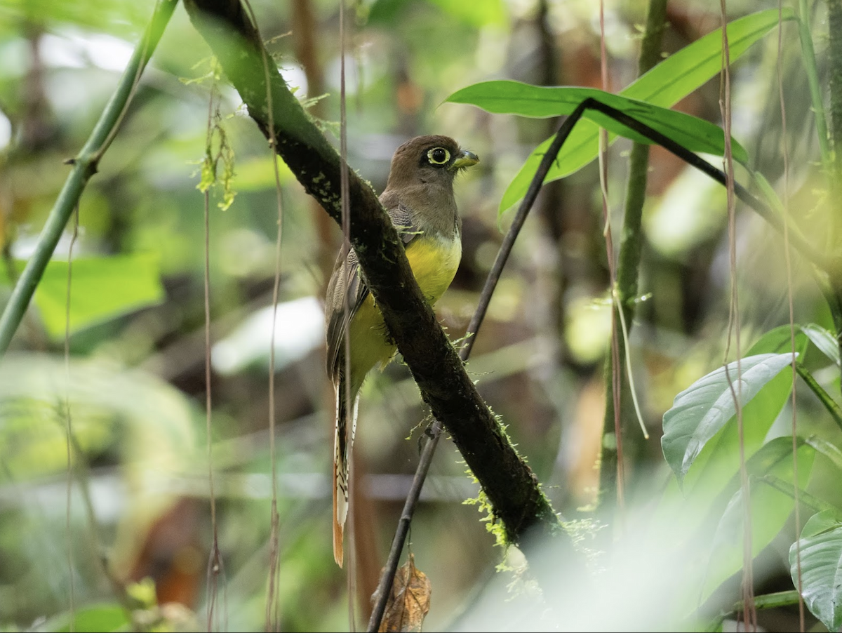 White-tailed Trogon - Simon Colenutt