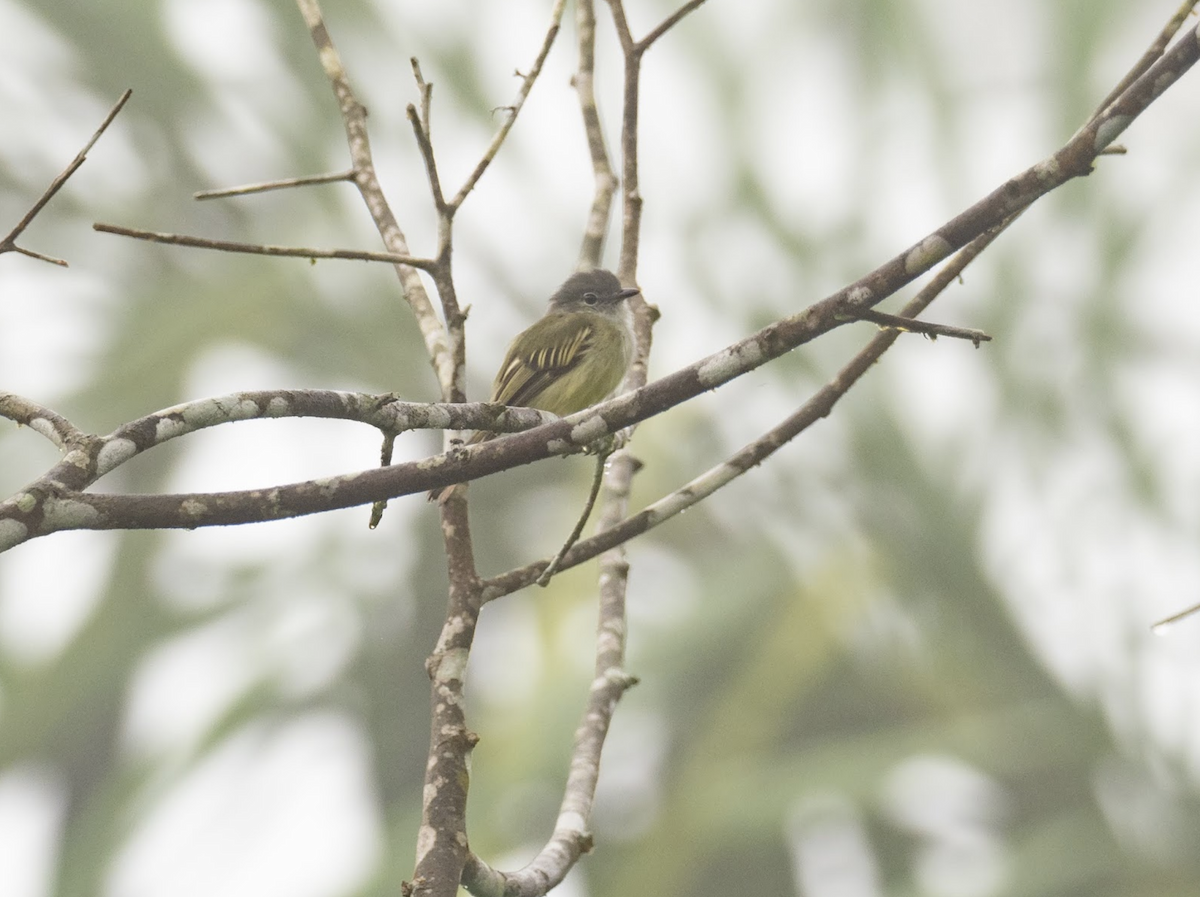 Choco Tyrannulet - ML225778761