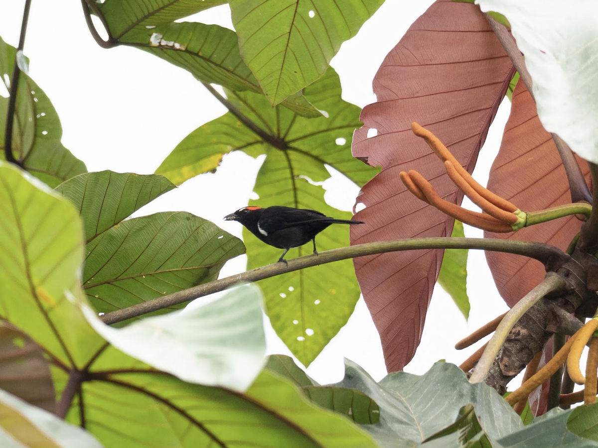 Scarlet-browed Tanager - ML225778851