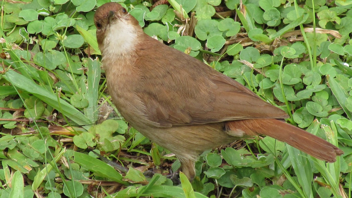 Rufous Hornero - Ricardo Hope