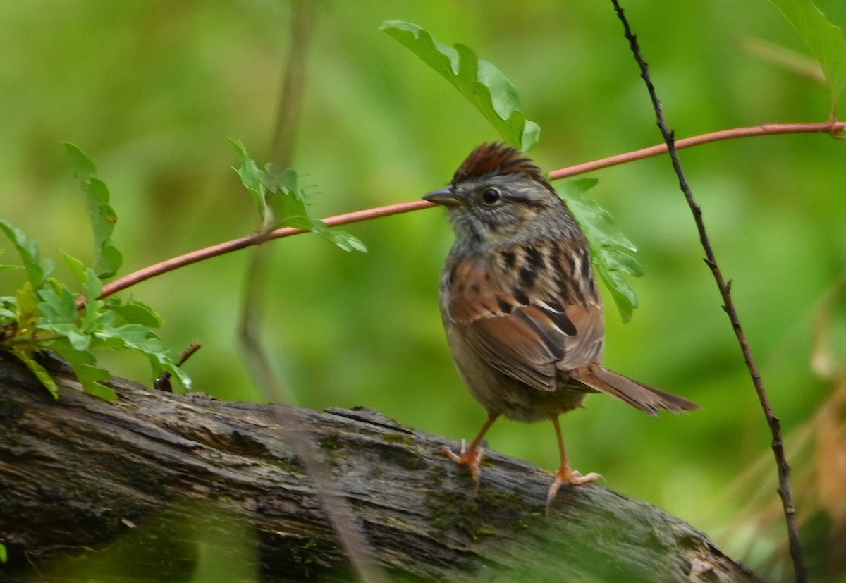 Swamp Sparrow - ML225780241
