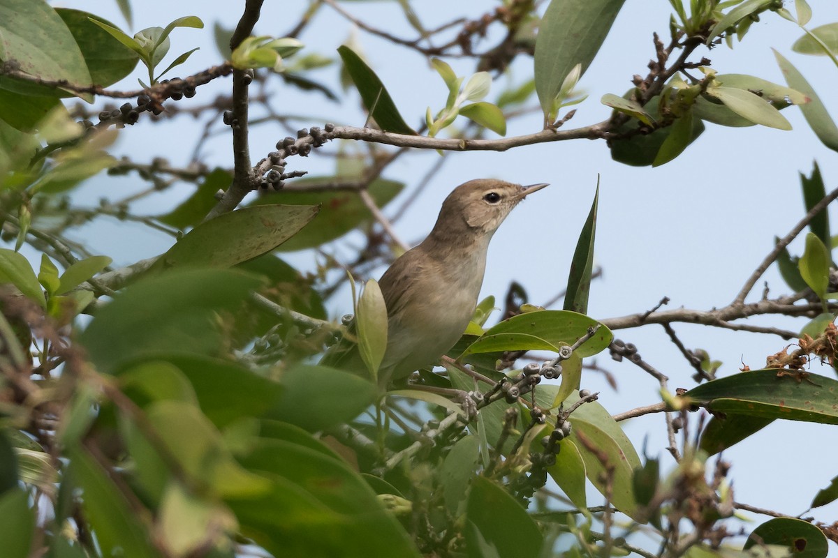 Booted Warbler - ML225781421
