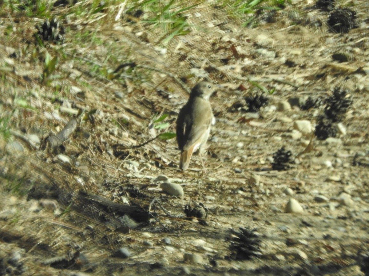קיכלי חלוד-זנב - ML225782121