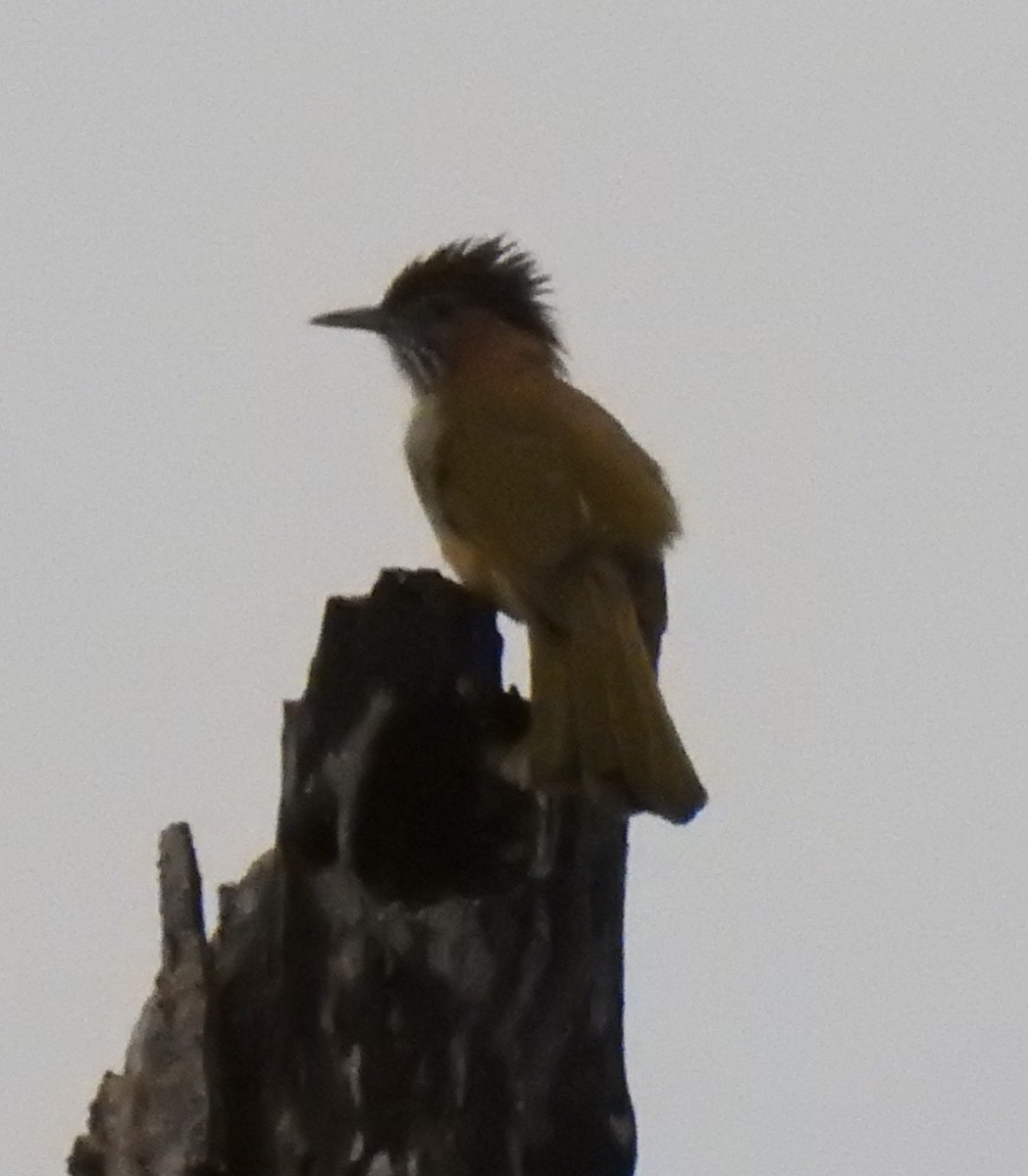 Mountain Bulbul - ML225782591