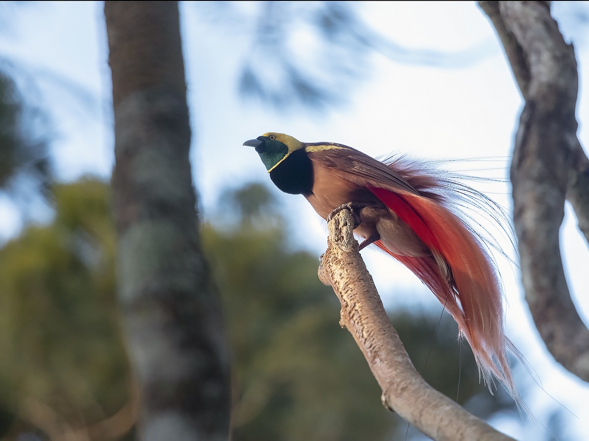 Raggiana Bird-of-Paradise - ML225784281