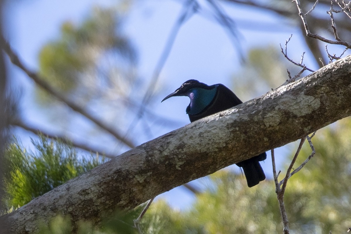 Growling Riflebird - Niall D Perrins