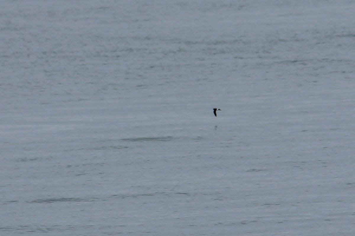 European Storm-Petrel - ML225784301