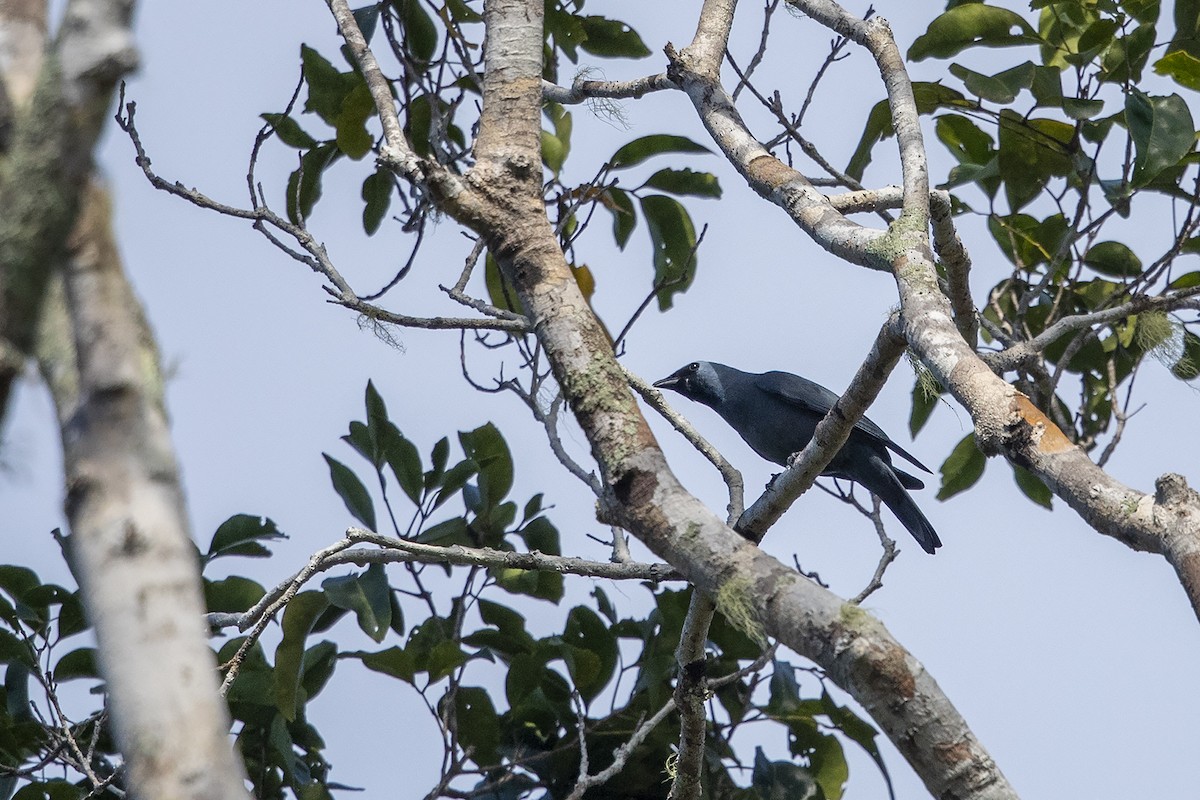 Boyer's Cuckooshrike - ML225784461