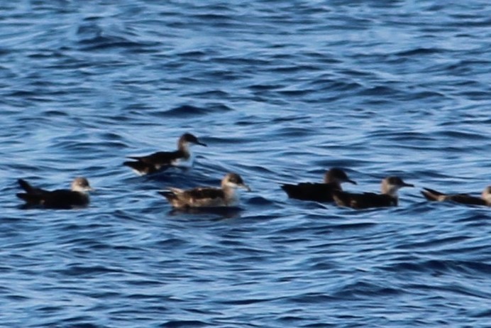 Yelkouan Shearwater - ML225784671