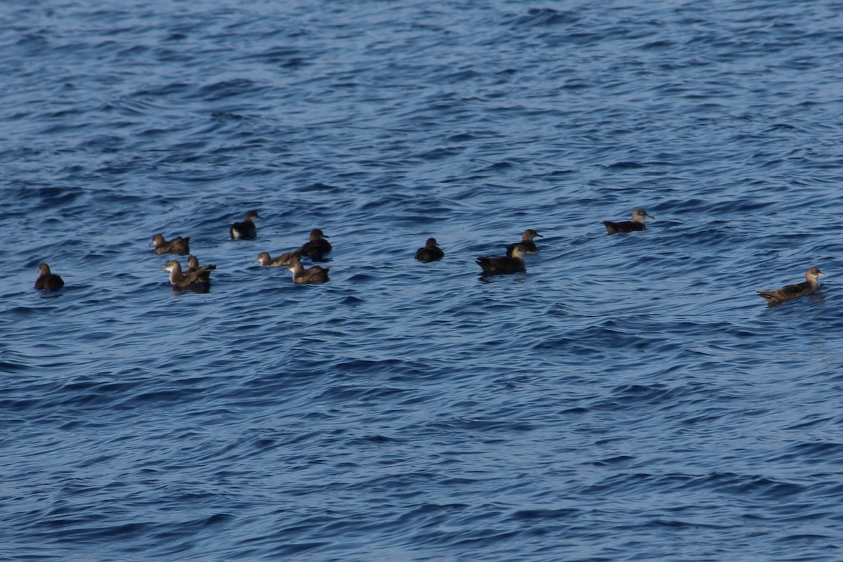 Balearic Shearwater - ML225784771