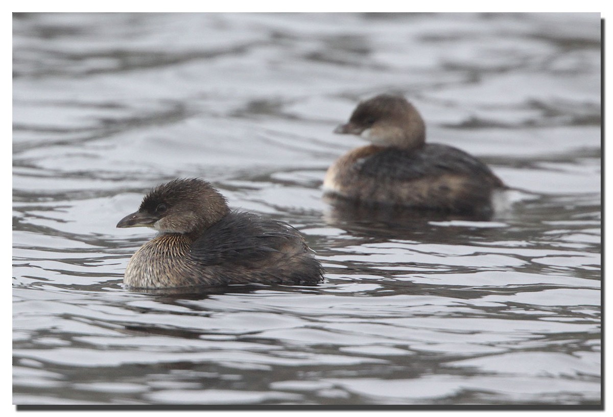 Pied-billed Grebe - ML225785631