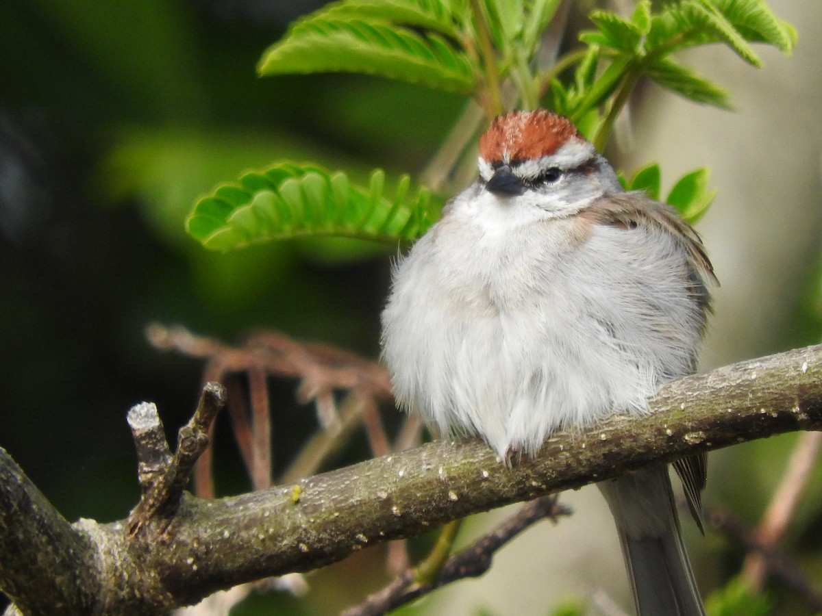 Chipping Sparrow - ML225785981