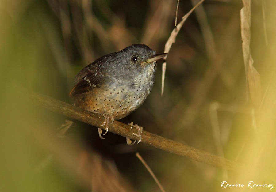 Spotted Bamboowren - ML225786281