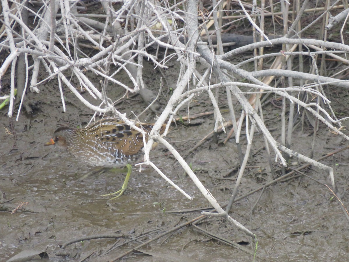 Spotted Crake - ML225788311