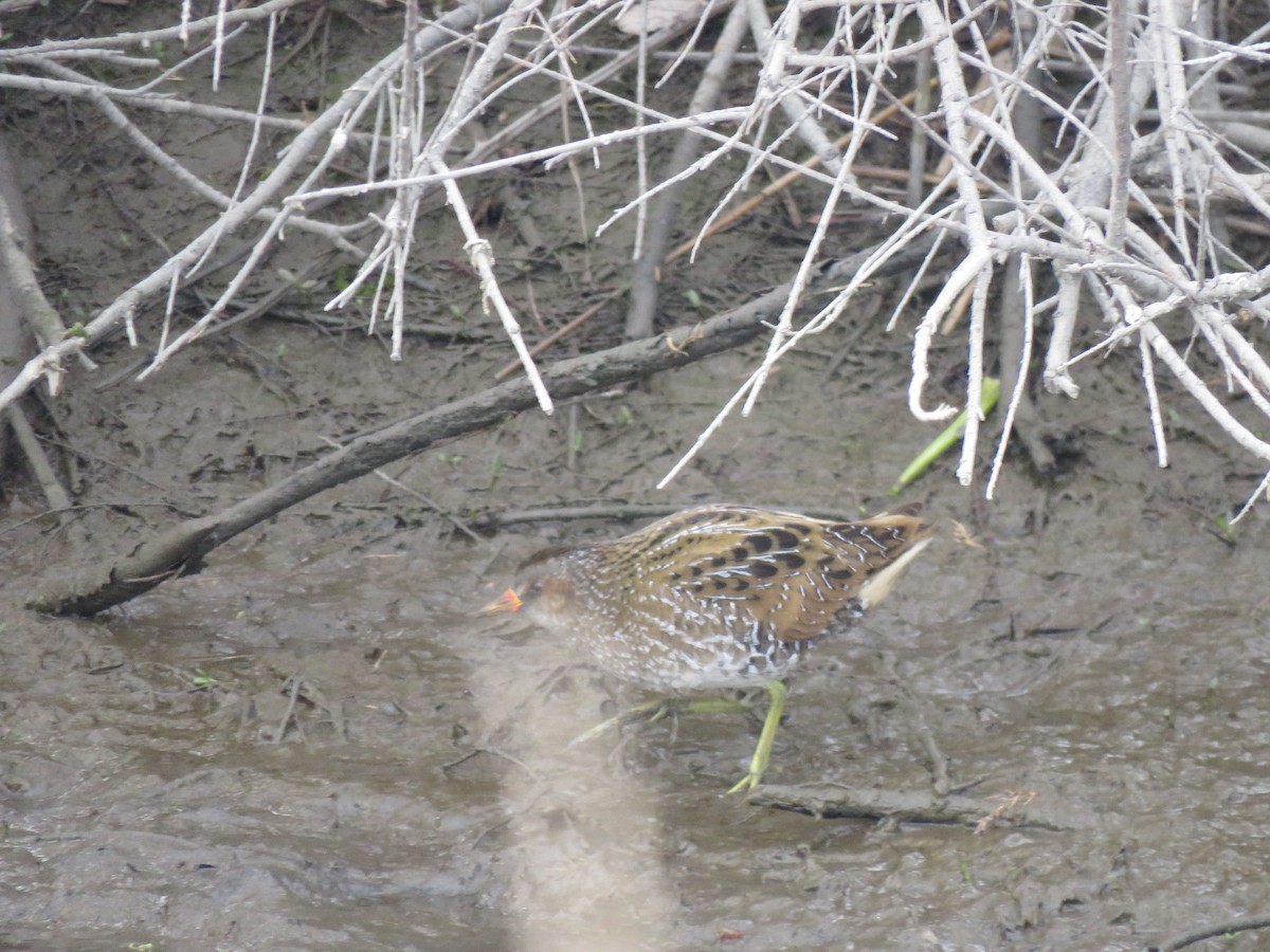 Spotted Crake - ML225788331