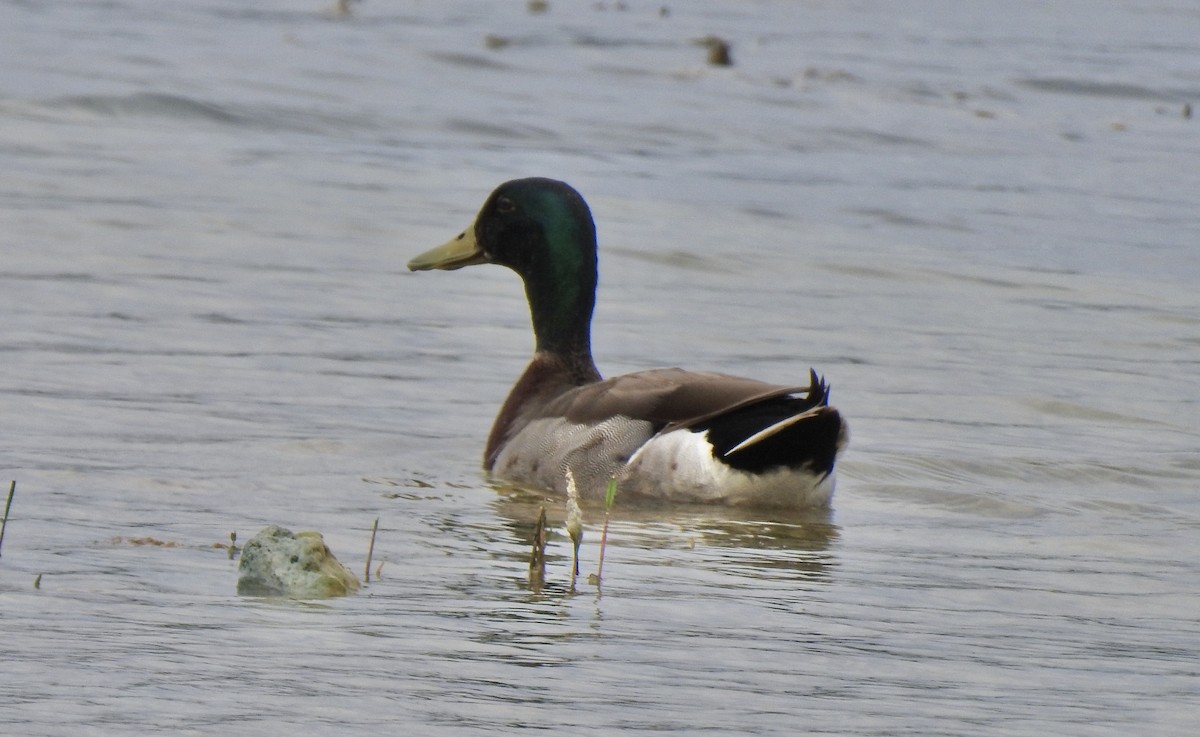 Mallard - Jeanne Tucker