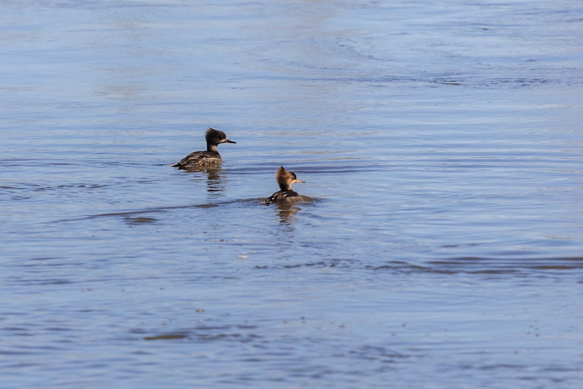 Hooded Merganser - ML225789581