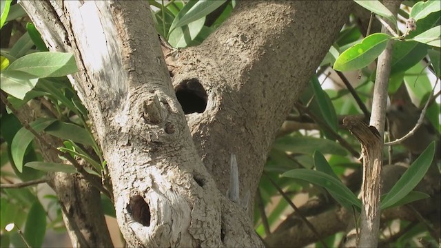 African Gray Woodpecker - ML225790421