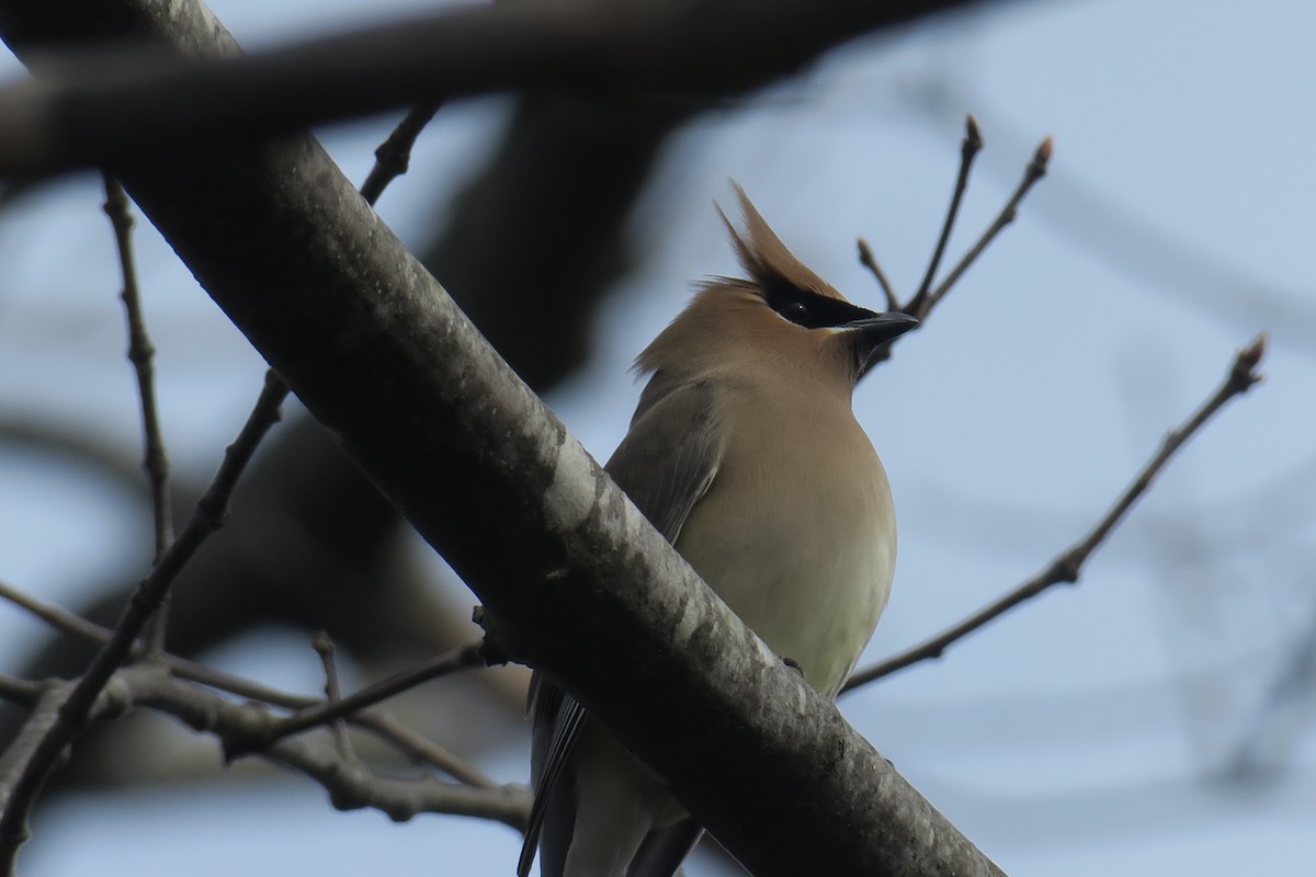 Cedar Waxwing - David Hahn