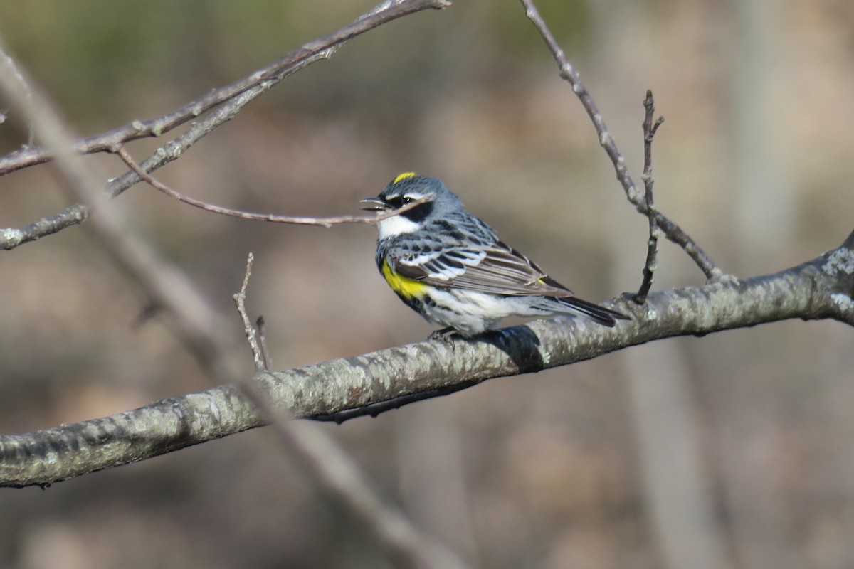 Yellow-rumped Warbler - David Hahn