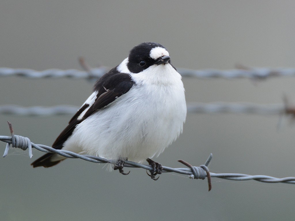 Collared Flycatcher - ML225791901