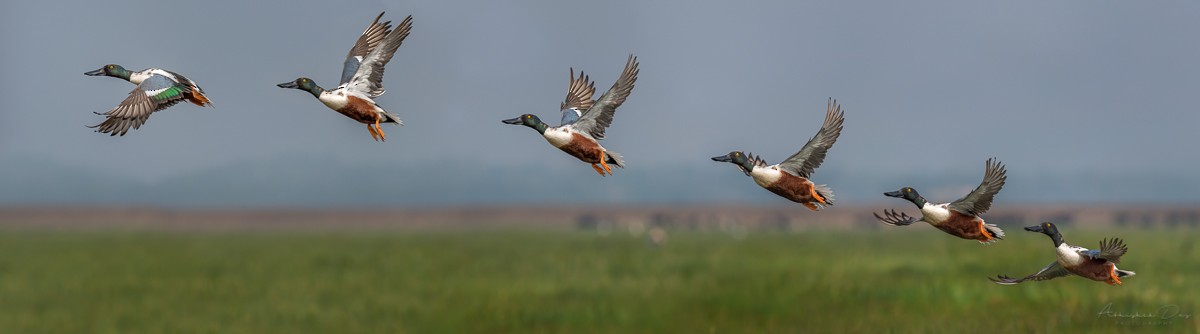 Northern Shoveler - Abhishek Das