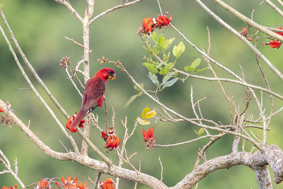 Cardinal Lory - ML225795261