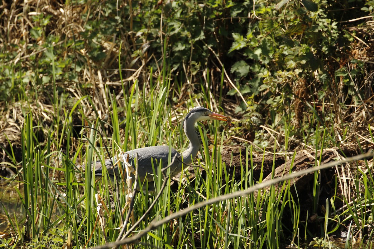 Gray Heron - ML225795311