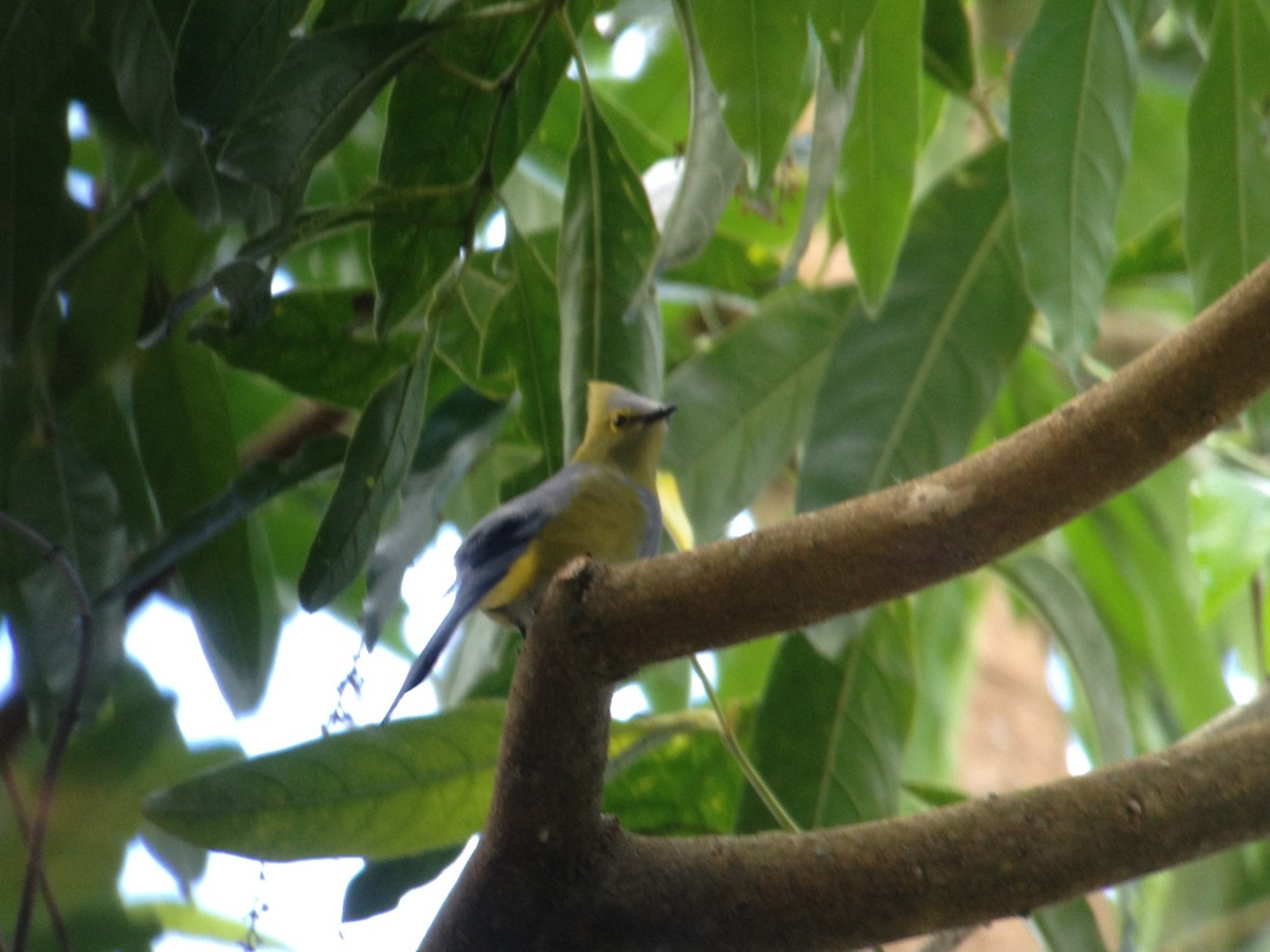 Long-tailed Silky-flycatcher - ML22579581