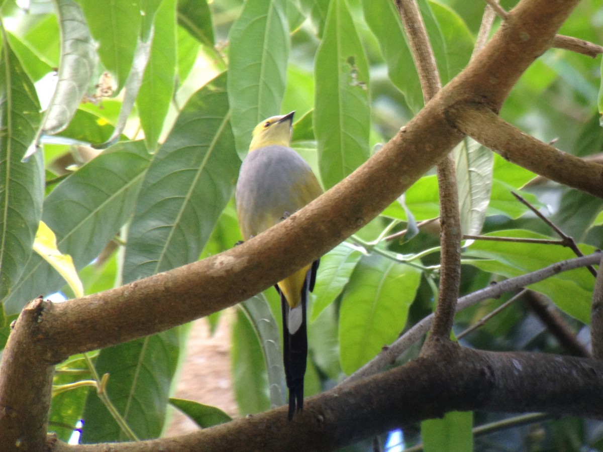 Long-tailed Silky-flycatcher - ML22579601