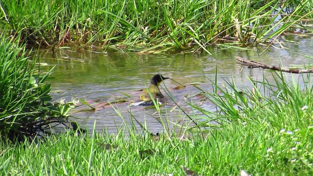 Western Yellow Wagtail - ML225796961