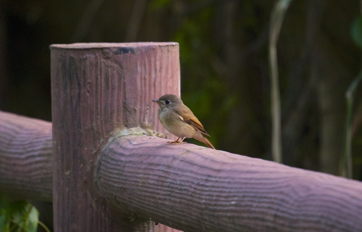 Brown-breasted Flycatcher - ML225797011