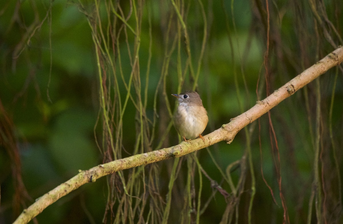 Brown-breasted Flycatcher - ML225797031